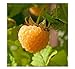 Photo 3 Anne Golden EverBearing Raspberry Plants - Large 2 Year Old Plant - Large Sweet new bestseller 2024-2023