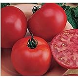 Burpee Big Boy Tomato Seeds (20+ Seeds) | Non GMO | Vegetable Fruit Herb Flower Seeds for Planting | Home Garden Greenhouse Pack Photo, bestseller 2024-2023 new, best price $4.69 ($0.23 / Count) review