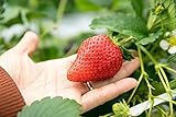 Riesen Erdbeere 10 Samen (Strawberry Giant) Foto, Bestseller 2024-2023 neu, bester Preis 1,79 € Rezension