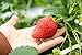 Foto Riesen Erdbeere 10 Samen (Strawberry Giant) neu Bestseller 2024-2023