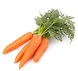 500 Scarlet Nantes Carrot Seeds for Planting - Heirloom Non-GMO USA Grown Vegetable Seeds for Planting by RDR Seeds Photo, bestseller 2024-2023 new, best price $5.79 review
