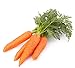 Photo 500 Scarlet Nantes Carrot Seeds for Planting - Heirloom Non-GMO USA Grown Vegetable Seeds for Planting by RDR Seeds new bestseller 2023-2022