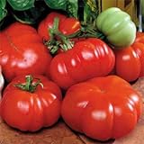 Park Seed Costoluto Genovese Tomato Seeds, Pack of 30 Seeds Photo, bestseller 2024-2023 new, best price $7.95 review