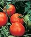 Photo Burpee Celebrity' Hybrid | Slicing Red Tomato | Disease-Resistant, 35 Seeds new bestseller 2023-2022