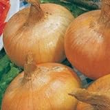 Park Seed Granex Hybrid 33 Vidalia Style Sweet Yellow Onion Seeds, Pack of 200 Seeds Photo, bestseller 2024-2023 new, best price $8.95 review