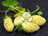 NIKA SEEDS - Fruit Alpine Strawberry Yellow - 100 Seeds Photo, bestseller 2024-2023 new, best price $6.95 ($0.07 / Count) review