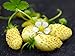 Photo NIKA SEEDS - Fruit Alpine Strawberry Yellow - 100 Seeds new bestseller 2024-2023