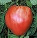 Photo 75+ Pink Oxheart Tomato Seeds- Heirloom Variety new bestseller 2024-2023