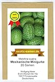 Mexikanische Minigurke - Melothria scabra - sehr ertragreich - 20 Samen Foto, Bestseller 2024-2023 neu, bester Preis 2,65 € Rezension