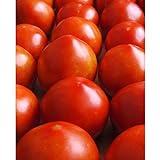 Early Girl Tomato - One of The Earliest Tomatoes!!!!!!!!!(25 - Seeds) Photo, bestseller 2024-2023 new, best price $3.69 review