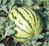 Dixie Queen Watermelon Seeds, (Isla's Garden Seeds), 50 Heirloom Seeds Per Packet, Non GMO Seeds, Botanical Name: Citrullus lanatus Photo, bestseller 2024-2023 new, best price $5.99 ($0.12 / Count) review