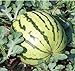 Photo Dixie Queen Watermelon Seeds, (Isla's Garden Seeds), 50 Heirloom Seeds Per Packet, Non GMO Seeds, Botanical Name: Citrullus lanatus new bestseller 2023-2022