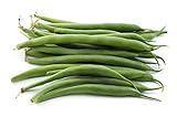 Green Bean Seeds for Planting - Provider - Bush Bean - 50 Seeds - Heirloom Non-GMO Vegetable Seeds for Planting Photo, bestseller 2024-2023 new, best price $5.49 ($0.11 / Count) review