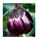 Aubergine Violetta di Firenze - Eierfrucht - 20 Samen Foto, Bestseller 2024-2023 neu, bester Preis 1,60 € Rezension