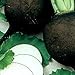 Photo Organic Black Spanish Round Radish Seeds 5 g ~470 Seeds - Non-GMO, Open Pollinated, Heirloom, Vegetable Gardening Seeds new bestseller 2024-2023