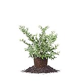 Perfect Plants Tifblue Blueberry Live Plant, 1 Gallon, Includes Care Guide Photo, bestseller 2024-2023 new, best price $26.86 review