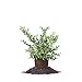 Photo Perfect Plants Tifblue Blueberry Live Plant, 1 Gallon, Includes Care Guide new bestseller 2024-2023