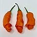 Photo Wayland Chiles Peter Pepper Seeds (Red) new bestseller 2024-2023