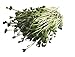 Foto 250 g BIO Keimsprossen Daikon-Rettich Samen für die Sprossenanzucht Sprossen Microgreen Mikrogrün neu Bestseller 2024-2023
