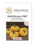 SAM Bicolor PMT Kürbissamen von Bobby-Seeds 50 Korn Foto, Bestseller 2024-2023 neu, bester Preis 4,82 € Rezension