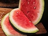 Bradford Watermelon Seed Packet Super Sweet Southern Heirloom Photo, bestseller 2024-2023 new, best price $6.99 review