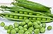 Photo 25 Cascadia Pea Seeds | Non-GMO | Heirloom | Fresh Garden Seeds new bestseller 2024-2023