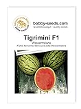 Melonensamen Tigrimini F1 Wassermelone Portion Foto, Bestseller 2024-2023 neu, bester Preis 2,95 € Rezension