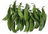 Oregon Giant Snow Pea Seeds- 50 Count Seed Pack - Non-GMO - Finest Tasting, Most Vigorous Snow peas. Use Them for Colorful Tasty stir-Fry Recipes or eat raw. - Country Creek LLC Photo, bestseller 2024-2023 new, best price $2.25 review