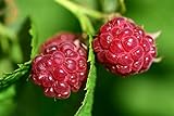 Raspberry Bare Root - 2 Plants - Polana Raspberry Plant Produces Large, Firm Berries with Good Flavor - Wrapped in Coco Coir - GreenEase by ENROOT Photo, bestseller 2024-2023 new, best price $27.99 review