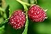 Photo Raspberry Bare Root - 2 Plants - Polana Raspberry Plant Produces Large, Firm Berries with Good Flavor - Wrapped in Coco Coir - GreenEase by ENROOT new bestseller 2024-2023