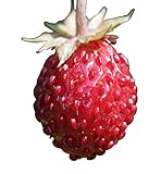 Wald-Erdbeere (Fragaria vesca) 20 Samen auch Monatserdbeere genannt Foto, Bestseller 2024-2023 neu, bester Preis 1,49 € Rezension