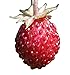Foto Wald-Erdbeere (Fragaria vesca) 20 Samen auch Monatserdbeere genannt neu Bestseller 2022-2021