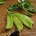 Photo Oregon Sugar Pod II Snow Pea - 50 Seeds - Heirloom & Open-Pollinated Variety, Easy-to-Grow & Cold-Tolerant, Non-GMO Vegetable Seeds for Planting Outdoors in The Home Garden, Thresh Seed Company new bestseller 2024-2023