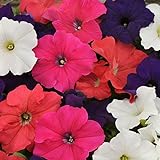 Outsidepride Petunia Hybrida Flower Seed Mix - 5000 Seeds Photo, bestseller 2024-2023 new, best price $6.49 review