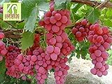 RWS Semillas en vivo - las uvas Red Globe dulce gigante Live 10 semillas Foto, éxito de ventas 2024-2023 nuevo, mejor precio 3,99 € revisión