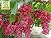 Foto RWS Semillas en vivo - las uvas Red Globe dulce gigante Live 10 semillas nuevo éxito de ventas 2024-2023