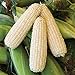 Foto 50 piezas de semillas de maíz blanco vegetales naturales raros tolerantes a la sequía para plantar al aire libre fácil germinación crecimiento rápido, jardineros novatos adecuados nuevo éxito de ventas 2024-2023