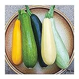 David's Garden Seeds Zucchini Summer Melody 9112 (Multi) 50 Non-GMO, Heirloom Seeds Photo, bestseller 2024-2023 new, best price $3.45 review