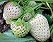 Photo 2000+ Perpetual Strawberry Seeds for Planting - White new bestseller 2024-2023