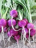 Purple Plum Radish Seeds, 150 Heirloom Seeds Per Packet, Non GMO Seeds Photo, bestseller 2024-2023 new, best price $5.99 ($0.04 / Count) review