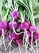 Photo Purple Plum Radish Seeds, 150 Heirloom Seeds Per Packet, Non GMO Seeds new bestseller 2024-2023