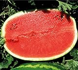 Melone - Wassermelone Calsweet - Gewicht: 10-15kg - 10 Samen Foto, Bestseller 2024-2023 neu, bester Preis 1,80 € Rezension
