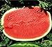 Foto Melone - Wassermelone Calsweet - Gewicht: 10-15kg - 10 Samen neu Bestseller 2022-2021