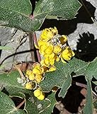 100pcs Seeds of Mahonia repens, Creeping Oregon Grape, Creeping Barberry Photo, bestseller 2024-2023 new, best price $9.98 ($0.10 / Count) review