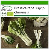 SAFLAX - Ecológico - Col de mostaza china - Pak Choi - 300 semillas - Brassica rapa Foto, éxito de ventas 2024-2023 nuevo, mejor precio 3,95 € revisión