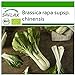 Foto SAFLAX - Ecológico - Col de mostaza china - Pak Choi - 300 semillas - Brassica rapa nuevo éxito de ventas 2024-2023