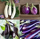David's Garden Seeds Collection Set Eggplant 4432 (Multi) 4 Varieties 200 Non-GMO, Open Pollinated Seeds Photo, bestseller 2024-2023 new, best price $16.95 ($4.24 / Count) review