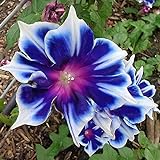 100pcs/pack Morning Glory Seeds Beautiful Perennial Flowers Seeds for Garden qc… Photo, bestseller 2024-2023 new, best price $8.39 ($0.08 / Count) review