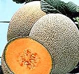 Hale's Best Jumbo Cantaloupe Seeds - 50 Seeds Non-GMO Photo, bestseller 2024-2023 new, best price $1.49 ($0.03 / Count) review