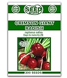Crimson Giant Radish Seeds - 200 Seeds Non-GMO Photo, bestseller 2024-2023 new, best price $1.59 ($0.01 / Count) review